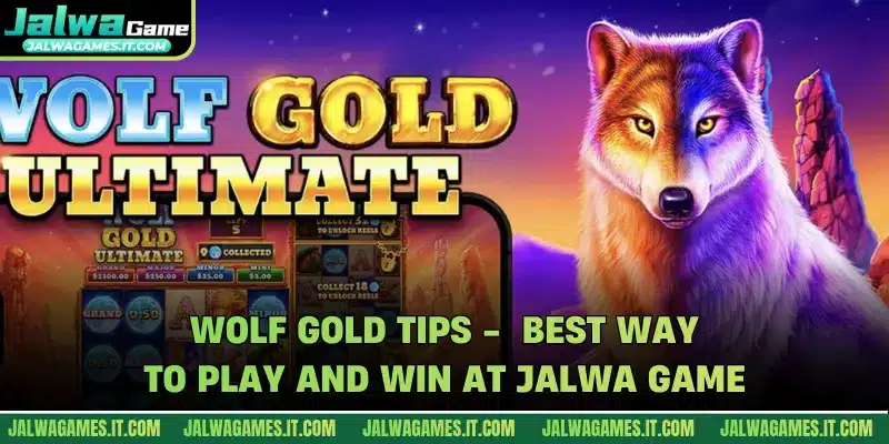 Wolf Gold Tips - Best Way To Play And Win At Jalwa Game